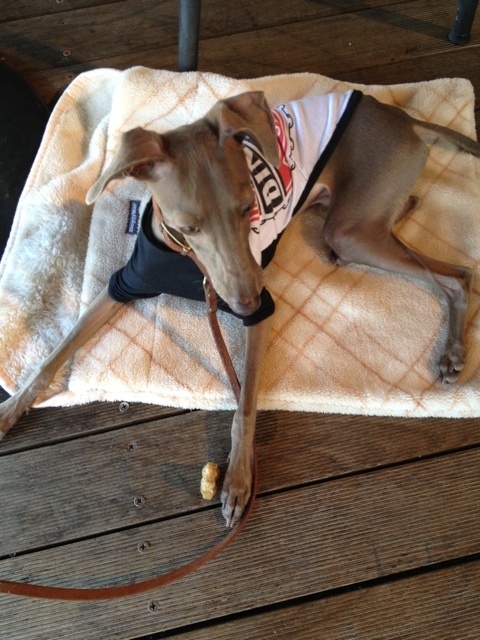 夏旅@2013 海辺でしばし、まったりTime。イタグレBuono!もまったり。