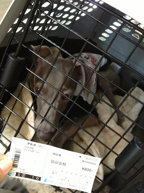 イタグレBuono!初のフェリー