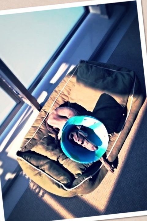 イタグレ去勢手術｜イタグレと日向ぼっこと、去勢7日目