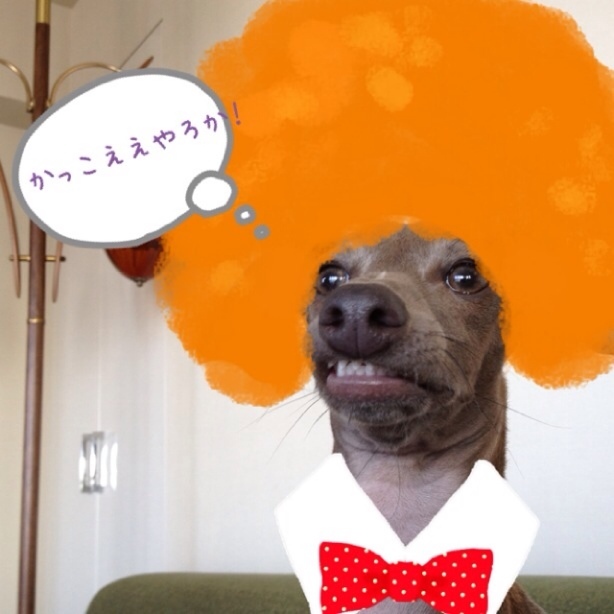 イタグレ面白写真