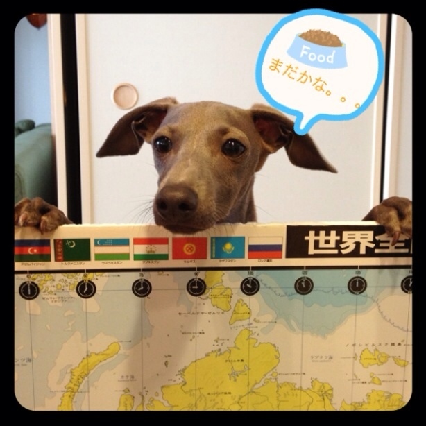 イタグレ面白写真『フードのニオイがするワンッ！』