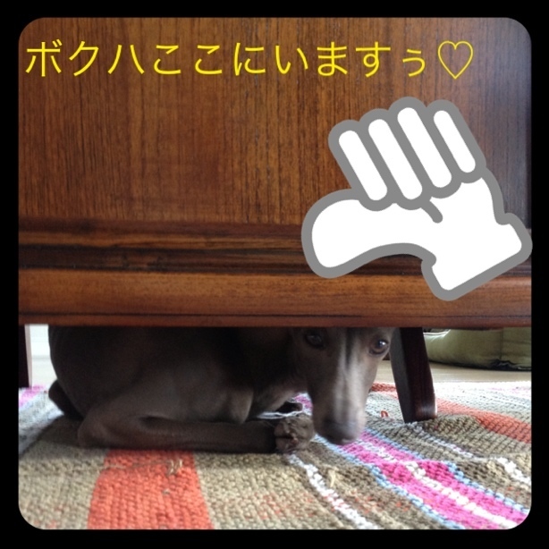 イタグレ面白写真『かくれんぼに最近はまってるご様子です^ ^』