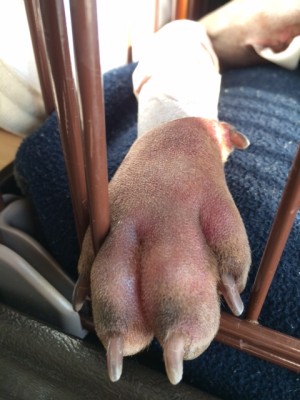 イタグレbuono骨折治療｜退院、一泊してお家に帰ってきたよ。