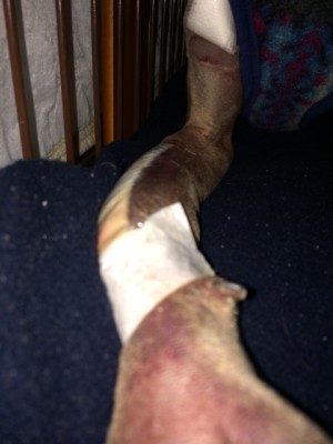 イタグレbuono骨折治療｜退院、一泊してお家に帰ってきたよ。