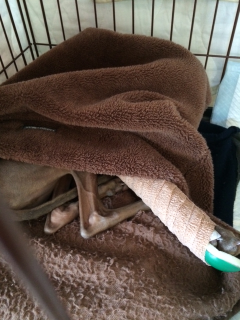 ２日目（今後の準備）｜イタグレbuono骨折治療の備忘録