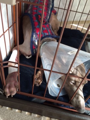 イタグレbuono骨折治療｜退院、一泊してお家に帰ってきたよ。