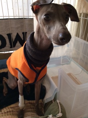 僕のごはんまだ～。首がのびちゃうよ～。