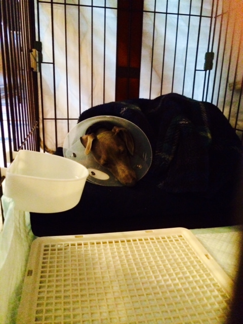 御礼｜イタリアン・グレイハウンド（イタグレBuono!）骨折治療の備忘録