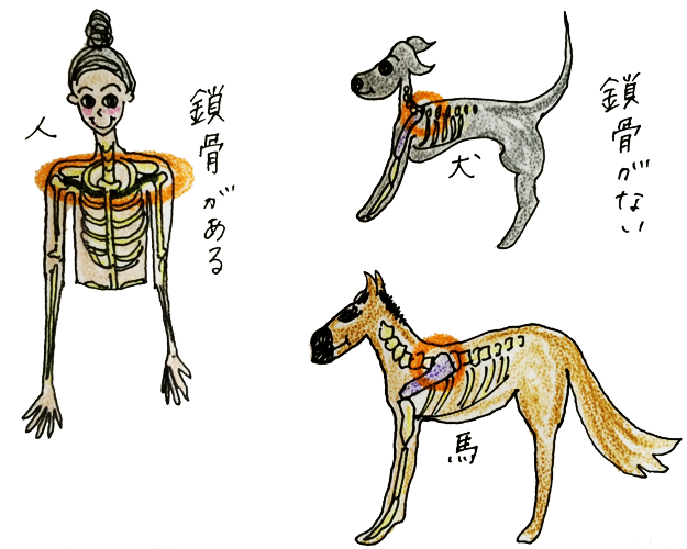 犬には鎖骨がないから抱き方には注意が必要 犬のしつけ 犬の育て方 Vol 1 Arata House