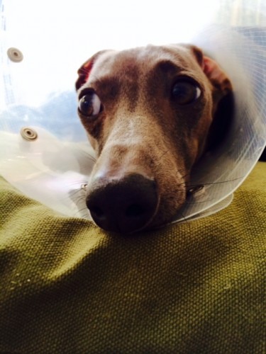 イタグレbuono骨折治療|抜糸と、その後の経過観察・・骨折以外の問題も。