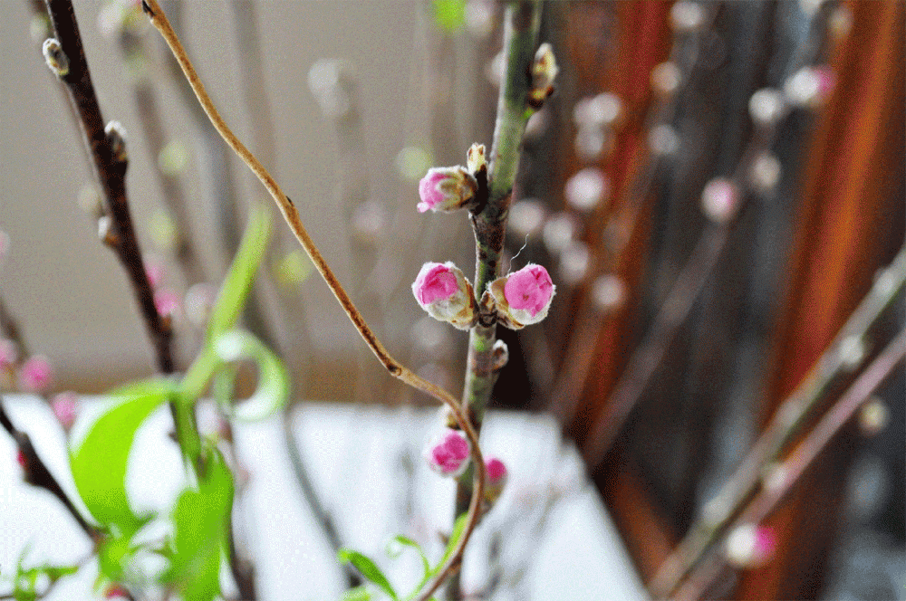 今日の花「ハナモモ」|ひな祭りにピッタリの花言葉「女性のやわらかさ」
