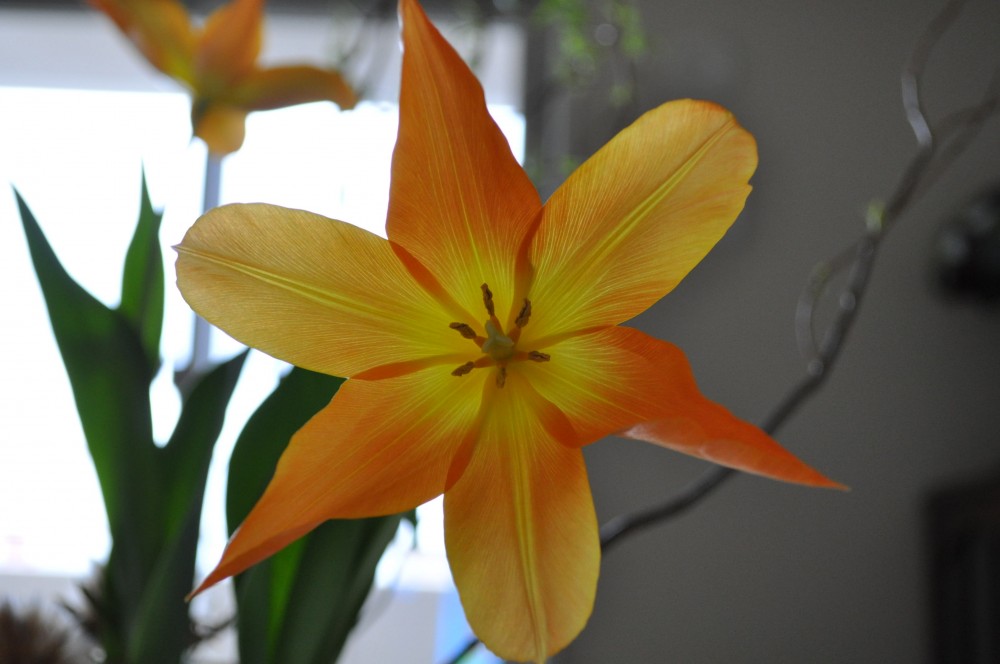 今日の花「チューリップ」｜実らぬ恋」。。。の花