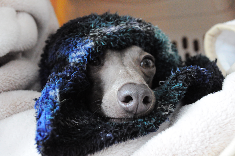 イタグレBuono!大好きな寝袋から、こんにちは。お休みなさい。