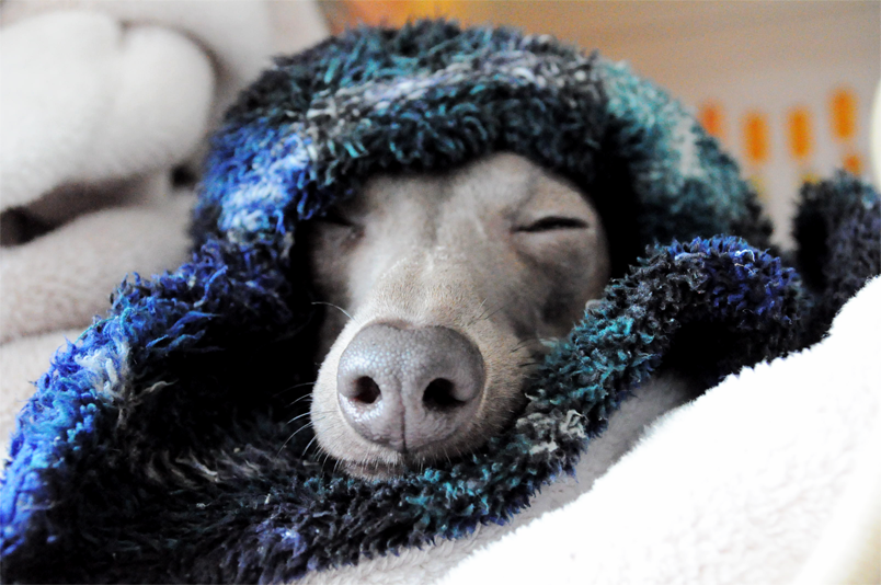 イタグレBuono!大好きな寝袋から、こんにちは。お休みなさい。