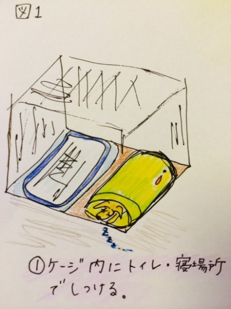 しつけ|トイレ・パターン1【犬の育て方 vol.15】