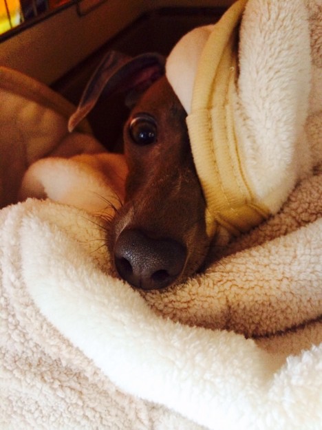 どこに行くのですか？イタグレBuono!君