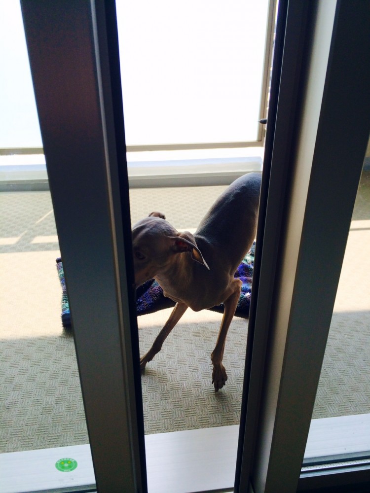 イタグレBuono!が「ボールを持ってきたよから、遊ぼうよ！」と言ってる。