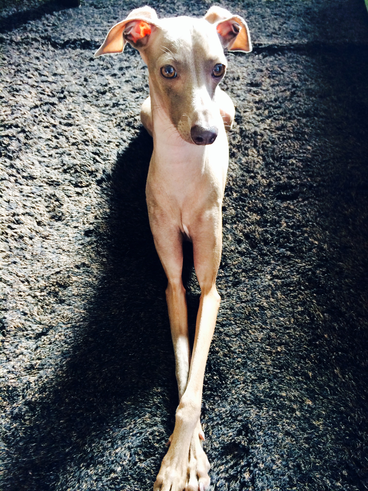 穏やかな表情のイタグレBuono!