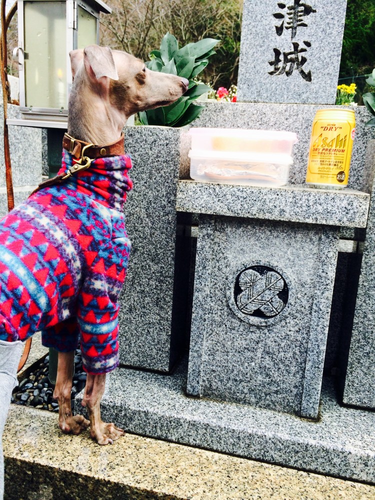 春ですなぁ〜イタグレBuono!骨折後、初めての散歩へ。