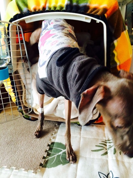 どこに行くのですか？イタグレBuono!君