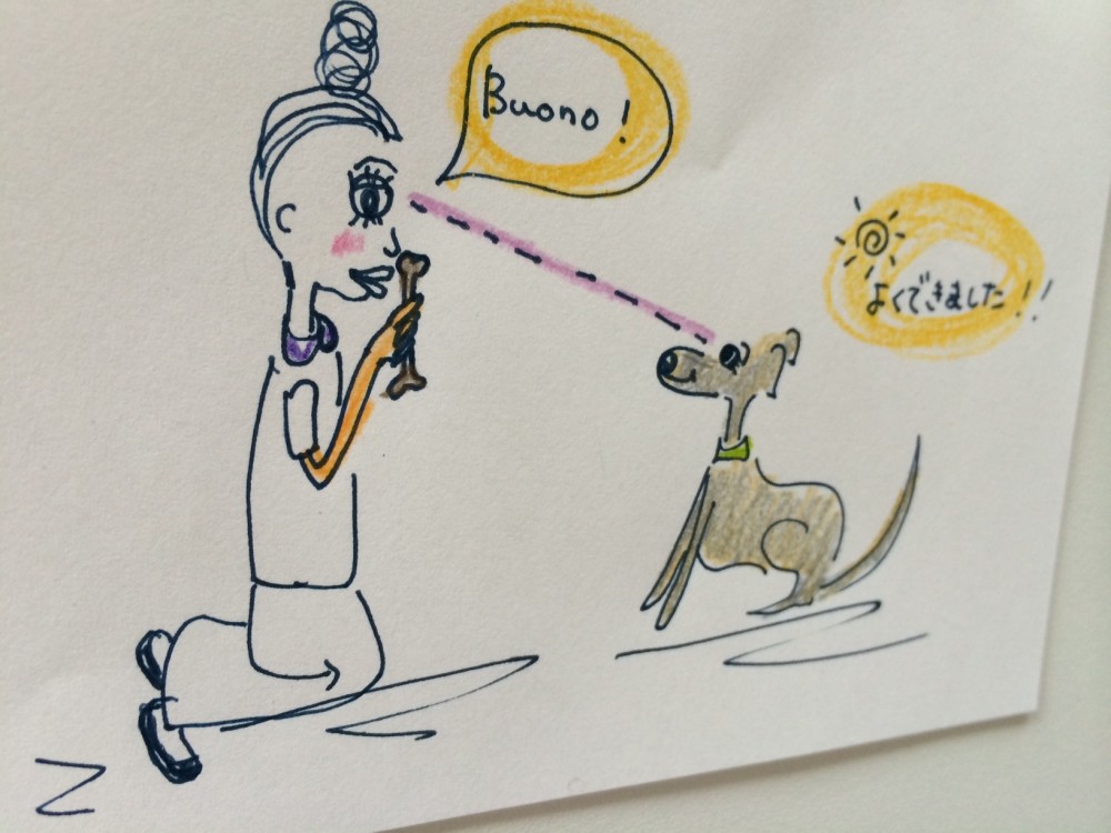 犬とのアイコンタクトはいろんな場面で使えます。可愛い写真も撮れますよ【犬の育て方 vol.38】