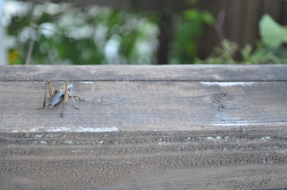 水浴びが大好きなイタグレBuno!