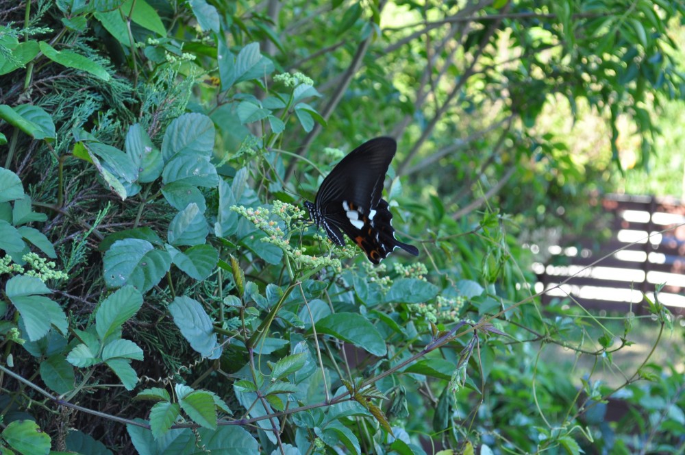 水浴びが大好きなイタグレBuno!
