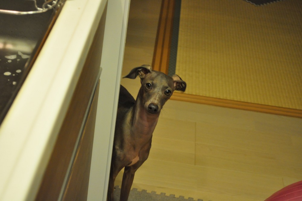 妻がフレンチトーストを食べたいと言うので作っていたら面白い事が！