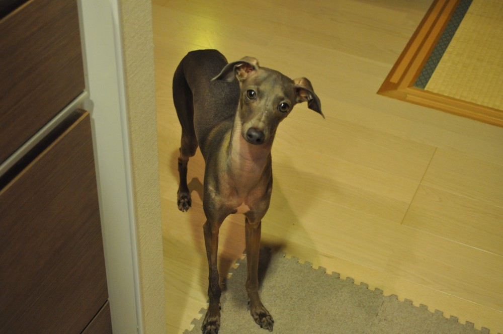 妻がフレンチトーストを食べたいと言うので作っていたら面白い事が！