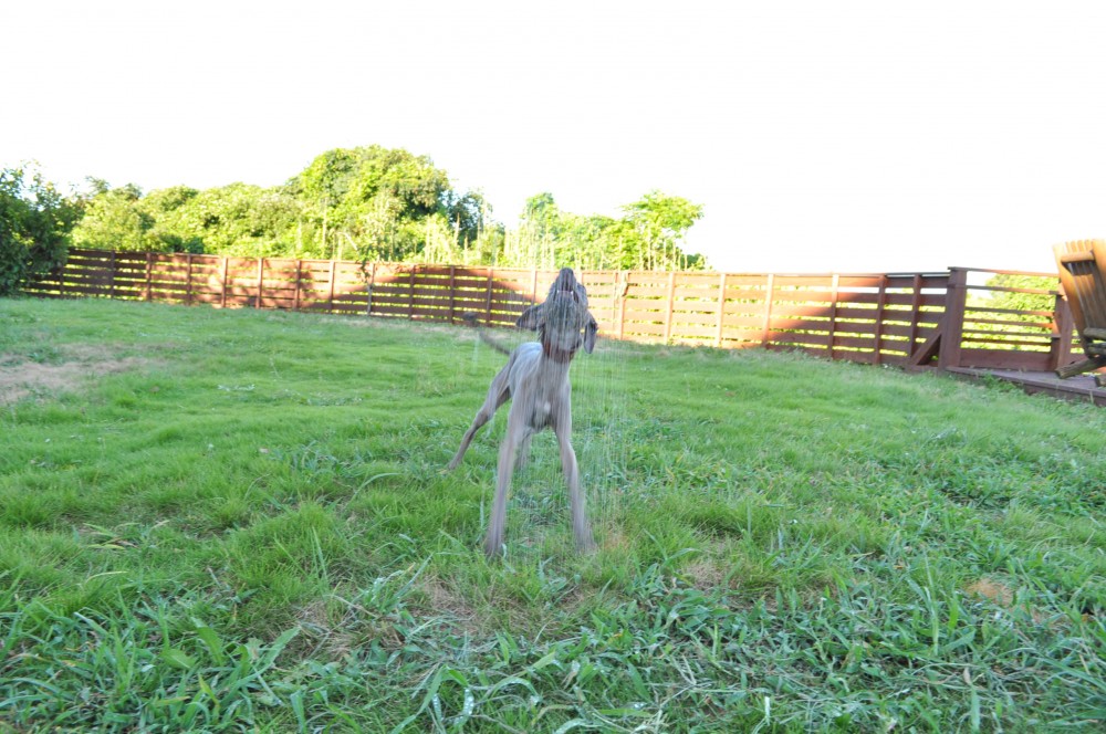 水浴びが大好きなイタグレBuno!