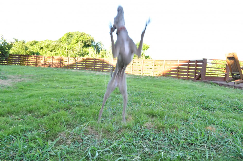 水浴びが大好きなイタグレBuno!