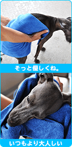 「犬ケア用品」超吸水・速乾で時間短縮！愛犬喜ぶ楽ちんお手入れ超吸水タオル｜超吸水タオル