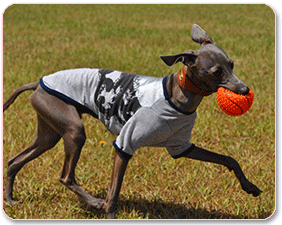 走れ走れ~スクィーカーの音で刺激的☆スポーティーに遊ぼう！！｜プープートーイ☆スポーツボール・サッカーボール/バスケットボール/ベースボール