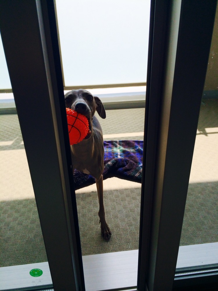 イタグレBuono!が「ボールを持ってきたよから、遊ぼうよ！」と言ってる。