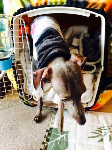 どこに行くのですか？イタグレBuono!君