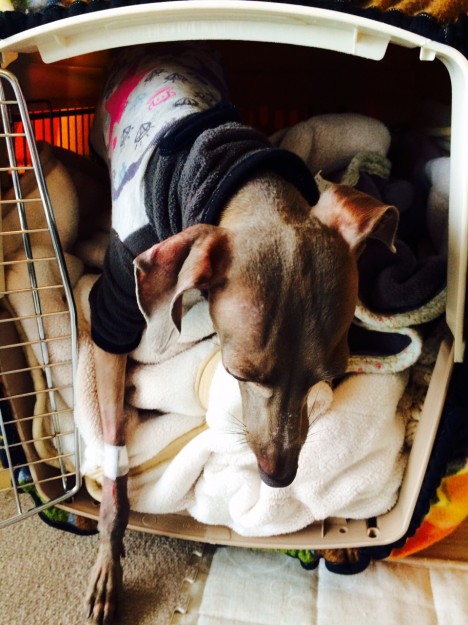 どこに行くのですか？イタグレBuono!君