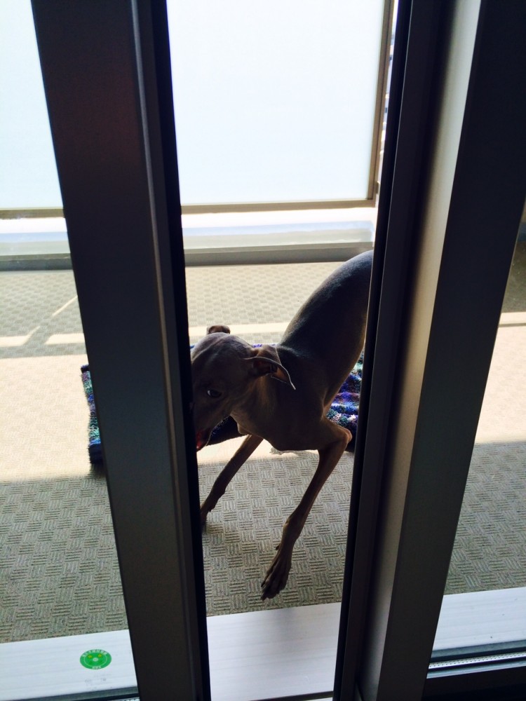 イタグレBuono!が「ボールを持ってきたよから、遊ぼうよ！」と言ってる。