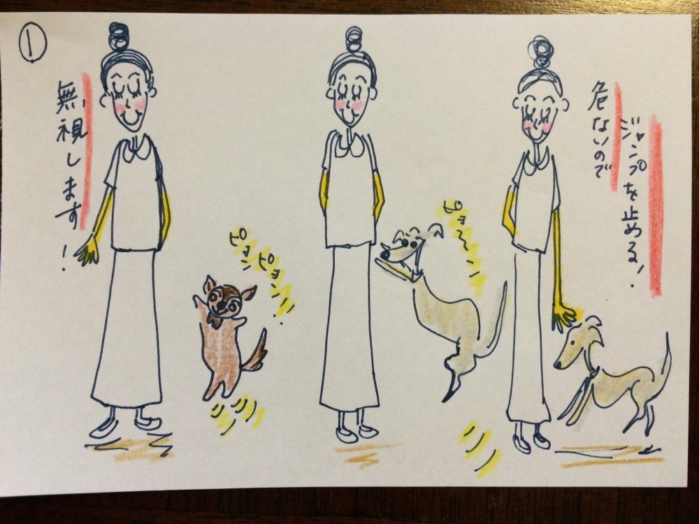 我が家のイタグレBuono!は、普段から、人にピョンピョン飛びつくのが大好き(涙)飛び跳ねを躾よう【犬の育て方 vol.33】