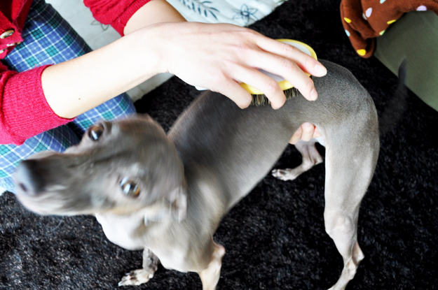 犬のグルーミング｜グルーミングとは【犬の育て方 vol.51】