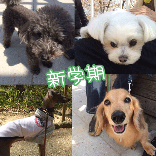 トイプーと、ダックスと、マルチーズと、イタグレBuono!の新学期。