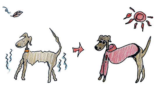 季節ごとの健康管理｜冬は防寒対策｜皮膚トラブル【犬の育て方 vol.50】