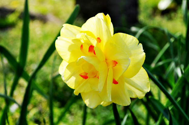 今日の花「近所の公園」|春の息吹を感じるイロトリドリの花