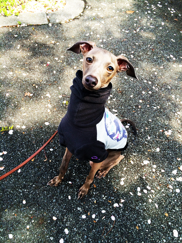 イタグレBuono!リハビリを兼ねてゆっくり散歩へ行く