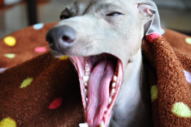 真面目な顔をしてどうしたんだい？何か相談かい？