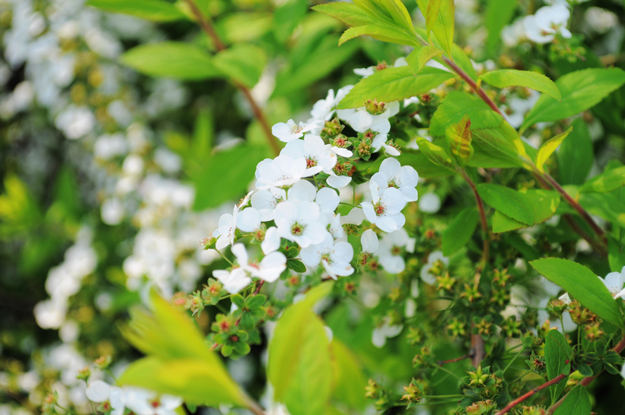 今日の花「近所の公園」|春の息吹を感じるイロトリドリの花