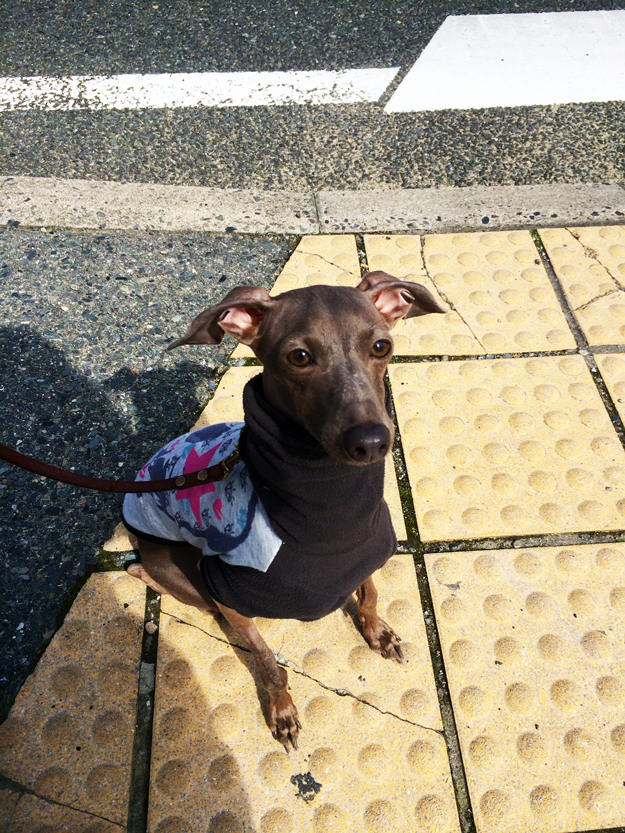 イタグレBuono!リハビリを兼ねてゆっくり散歩へ行く