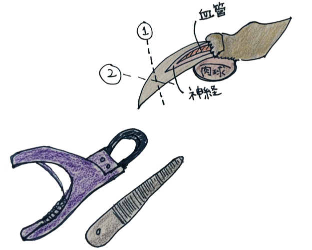 犬のグルーミング｜各パーツのお手入れ・爪【犬の育て方 vol.56】