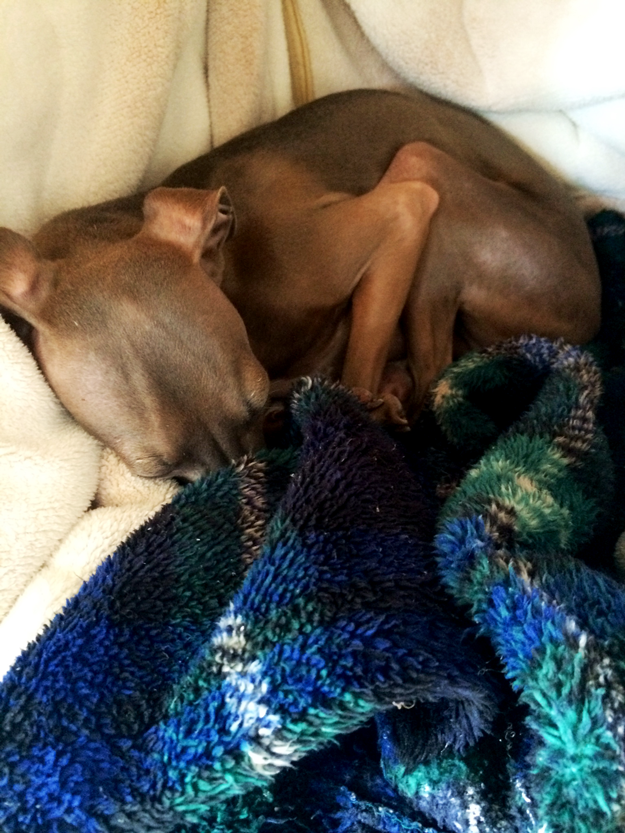 イタグレBuono!リハビリを兼ねてゆっくり散歩へ行く