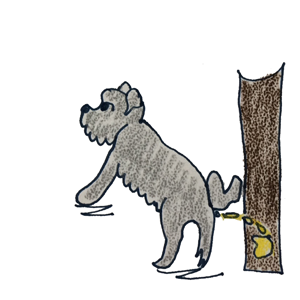 犬の成長その4｜約6か月～1年の若齢期【犬の育て方 vol.43】