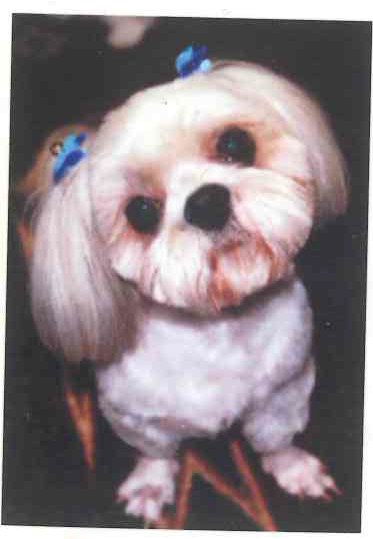 犬の成長その6｜5年～7年ぐらいの高齢期【犬の育て方 vol.45】